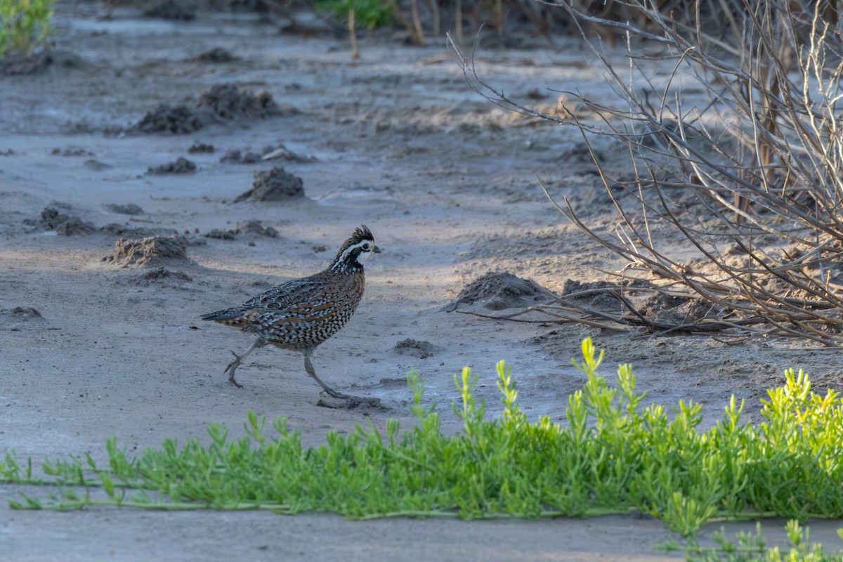 Northern Bobwhite (Eastern) - ML647592700