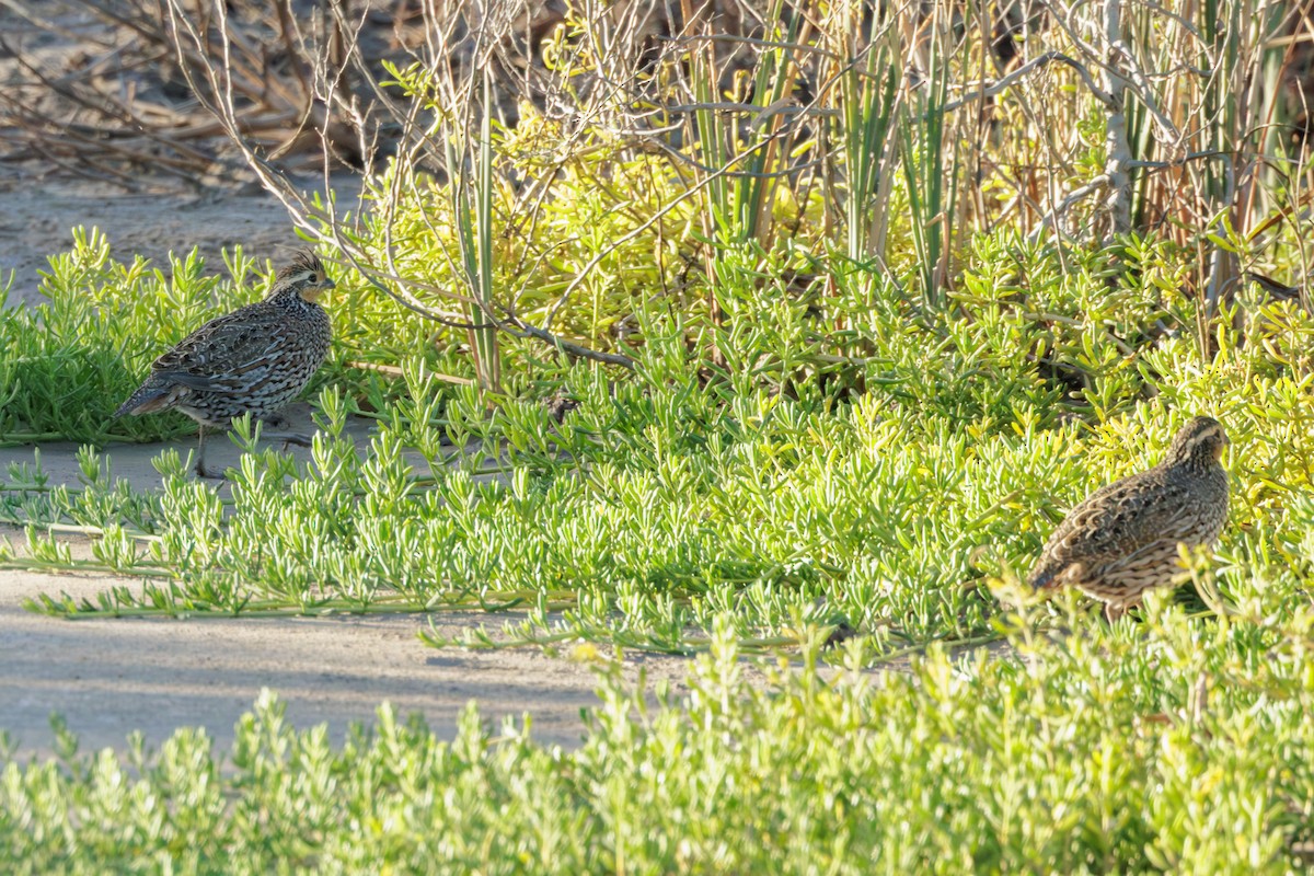Northern Bobwhite (Eastern) - ML647592701