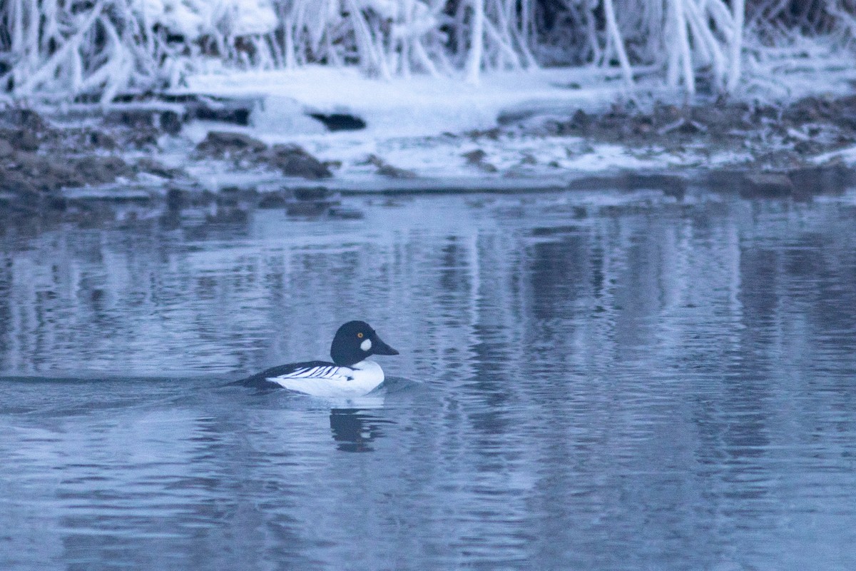 Garrot à oeil d'or - ML647592703
