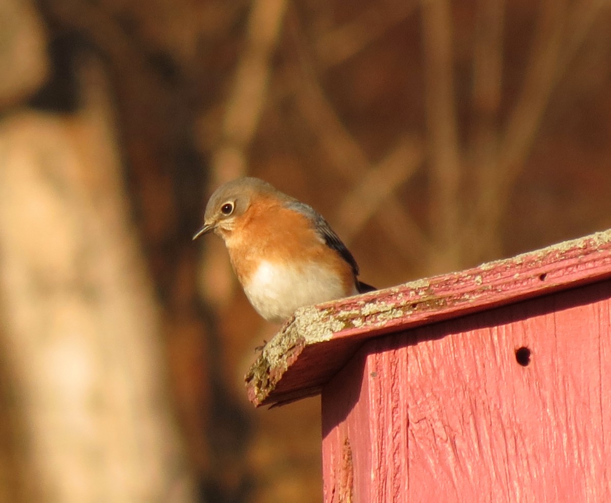 Eastern Bluebird - ML647592704