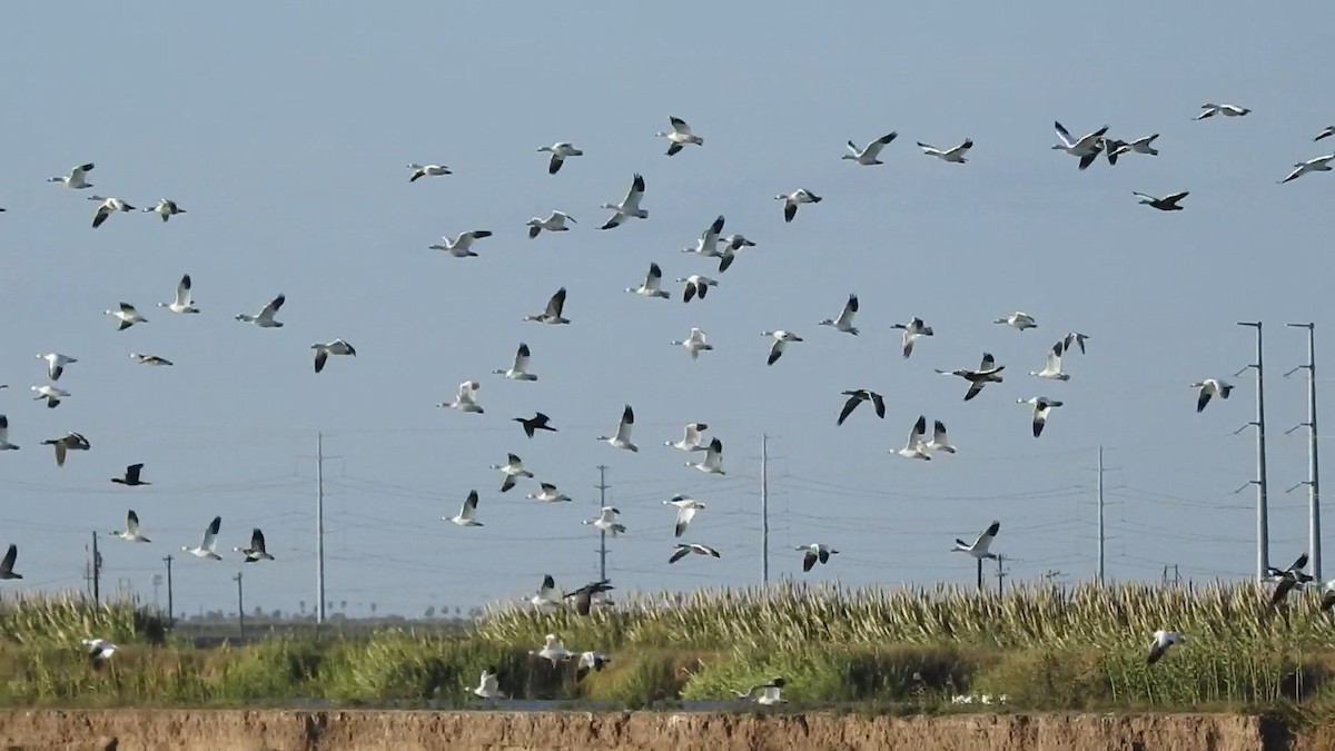 Snow Goose - ML647592705