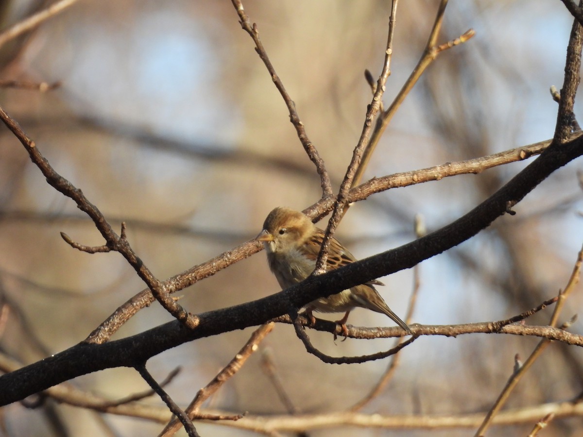 House Sparrow - ML647592707