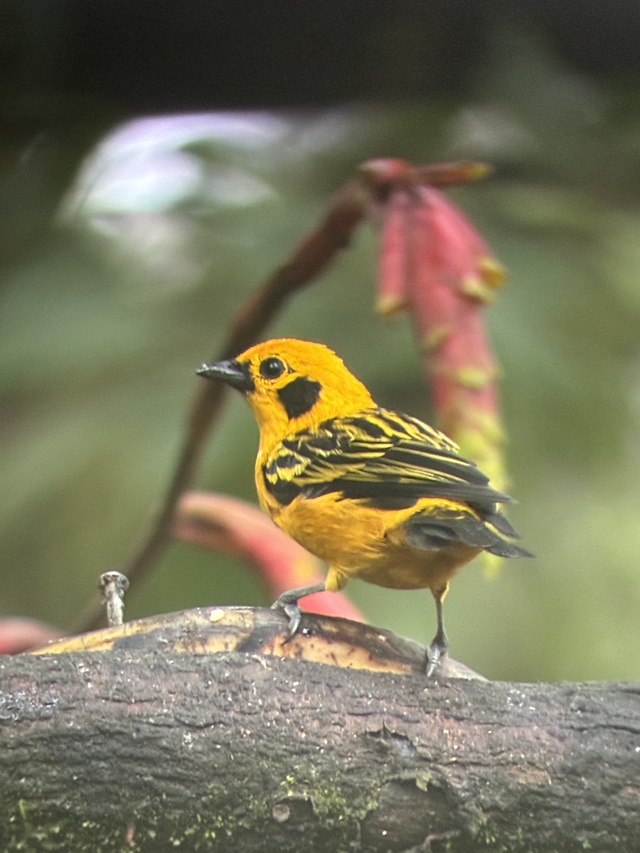 Golden Tanager - ML647592709