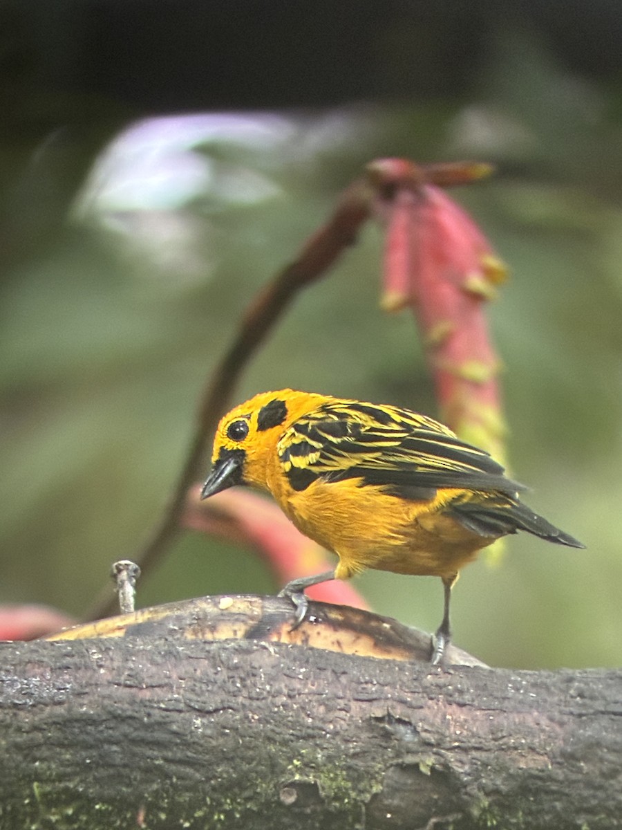 Golden Tanager - ML647592710