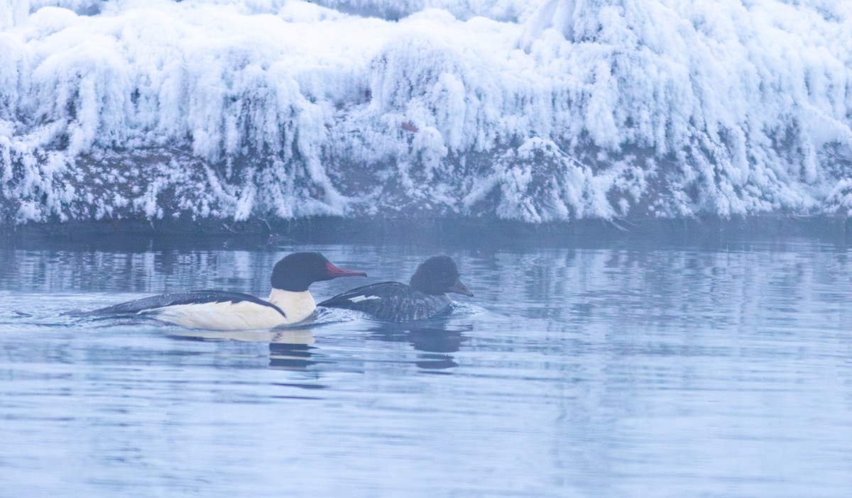 Barrow's Goldeneye - ML647592714