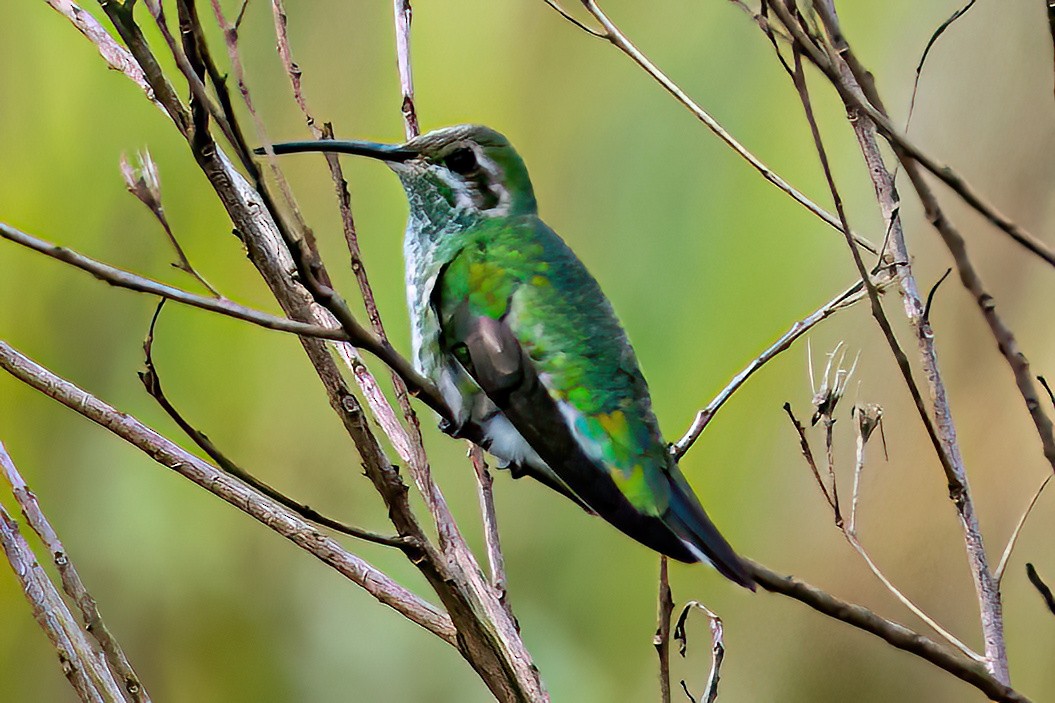 White-tailed Goldenthroat - ML647592715