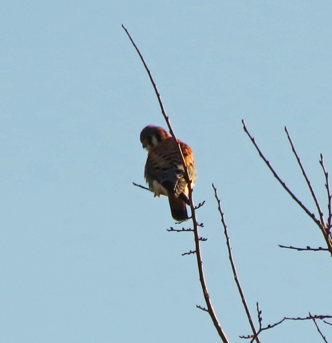 American Kestrel - ML647592718