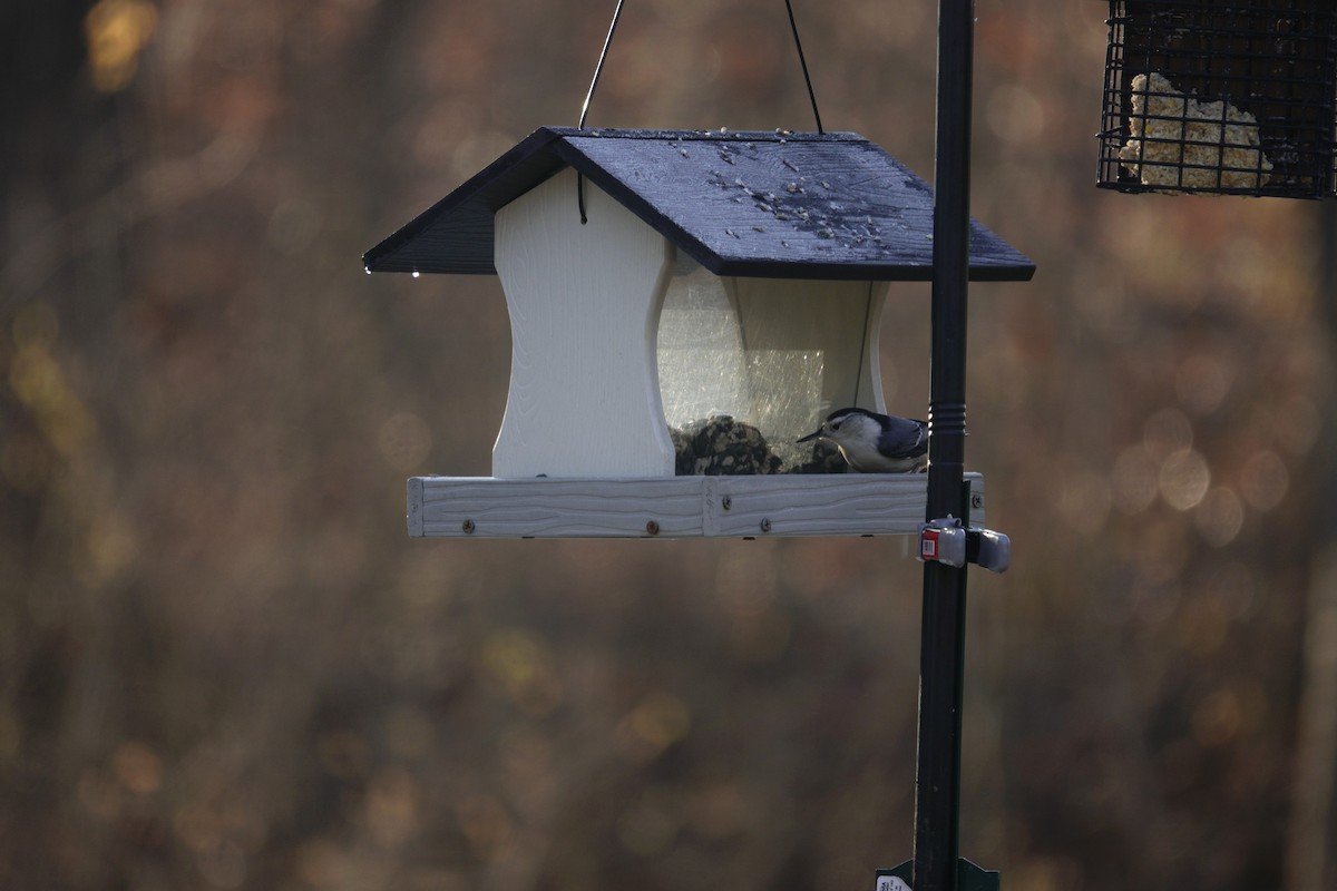 White-breasted Nuthatch - ML647592723
