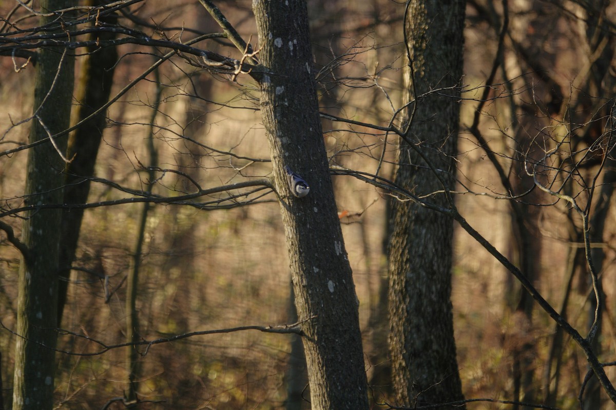 White-breasted Nuthatch - ML647592724