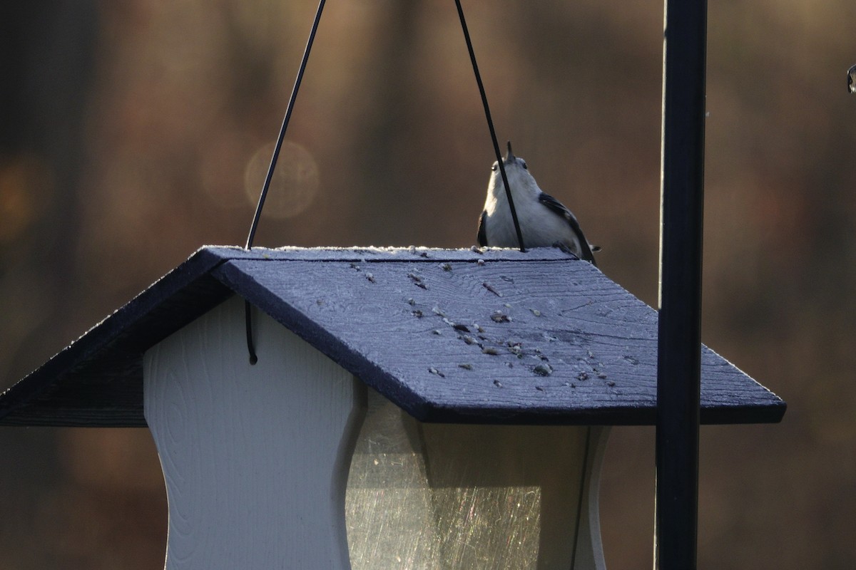 White-breasted Nuthatch - ML647592725