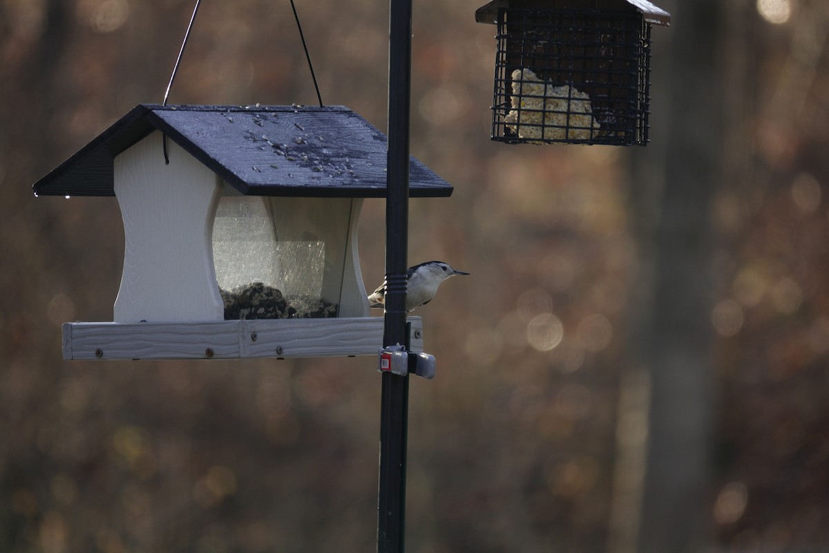 White-breasted Nuthatch - ML647592726