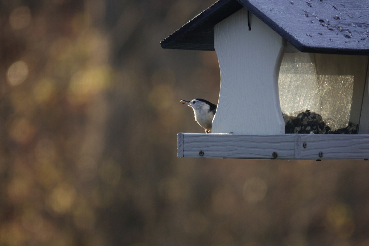 White-breasted Nuthatch - ML647592727