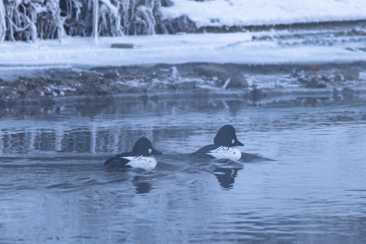 Garrot à oeil d'or - ML647592732