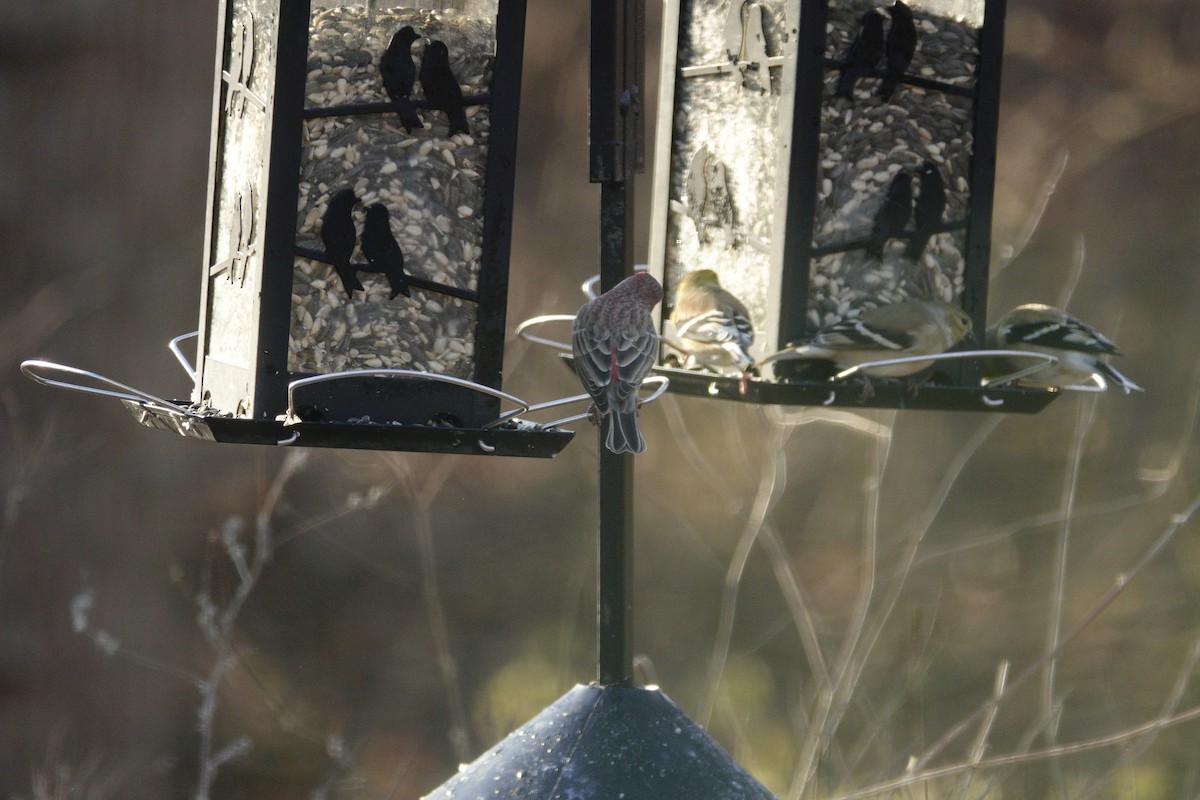 House Finch - ML647592734