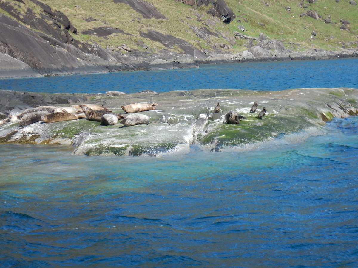 kormorán velký - ML647592735