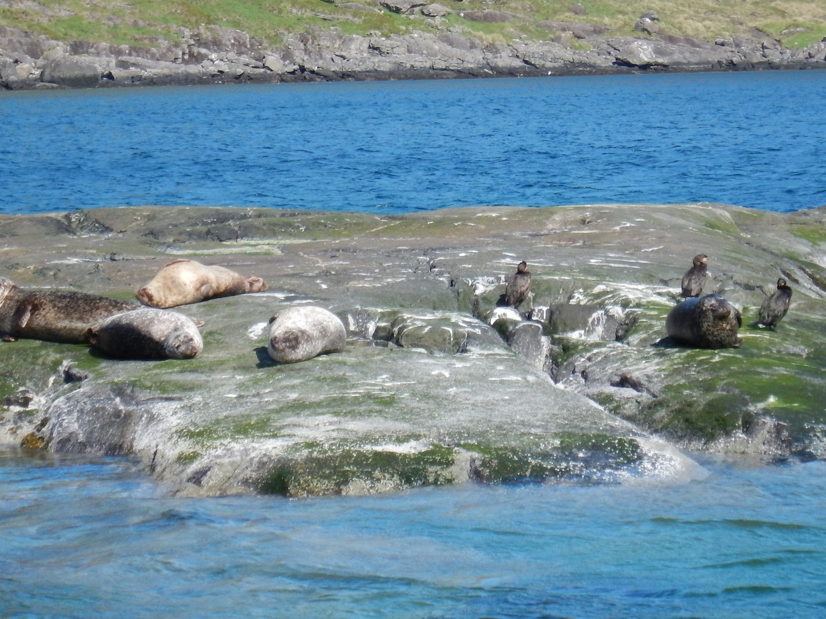 kormorán velký - ML647592736