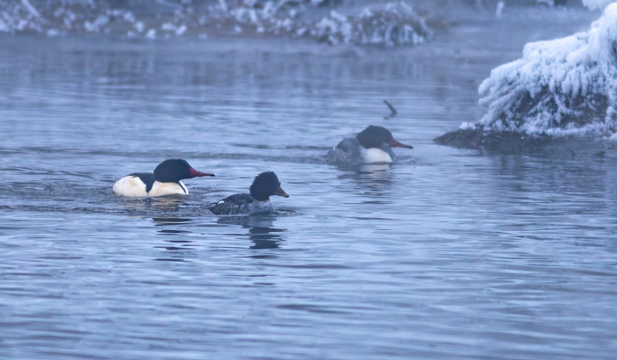Barrow's Goldeneye - ML647592738
