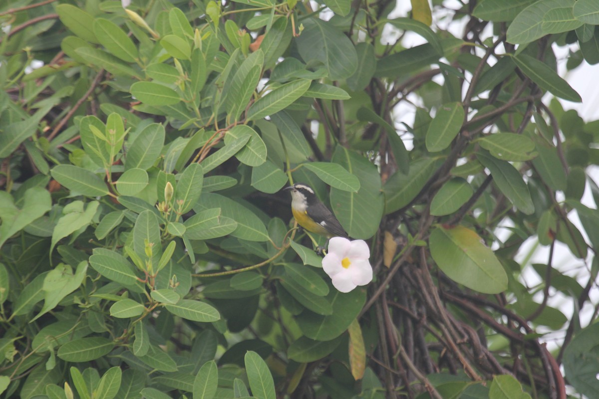 Банановая кареба, сахарная цветочница (caboti) - ML647592743