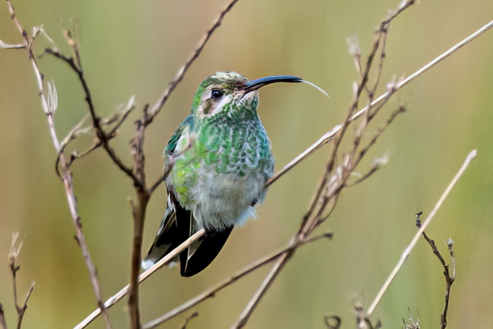 White-tailed Goldenthroat - ML647592744