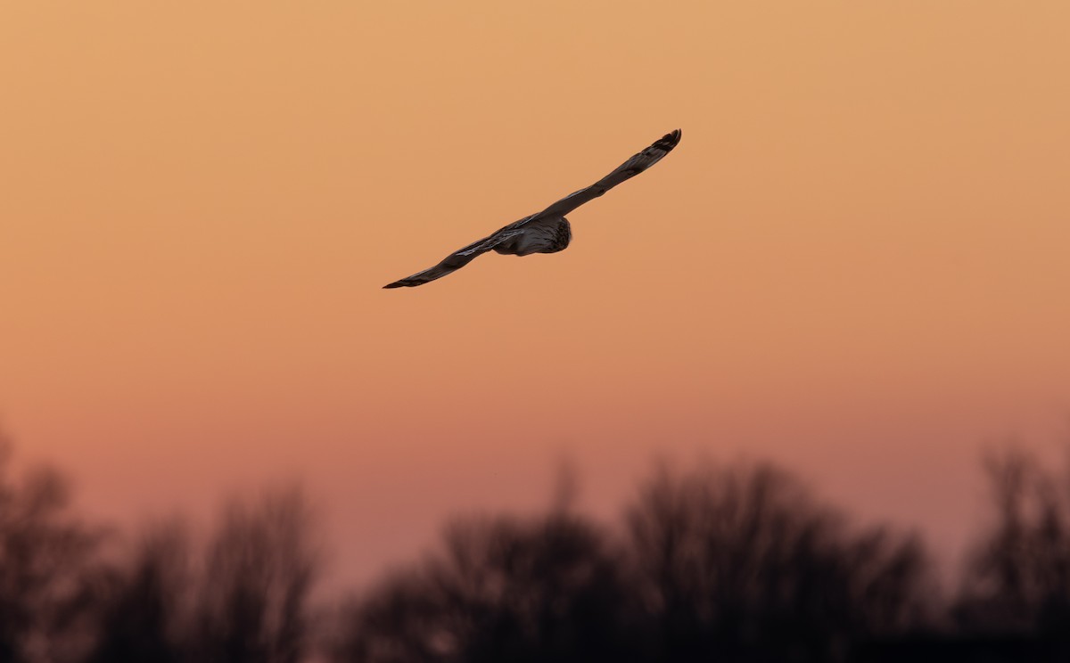 Short-eared Owl - ML647592747