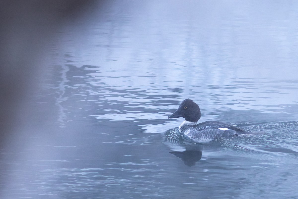 Garrot à oeil d'or - ML647592749