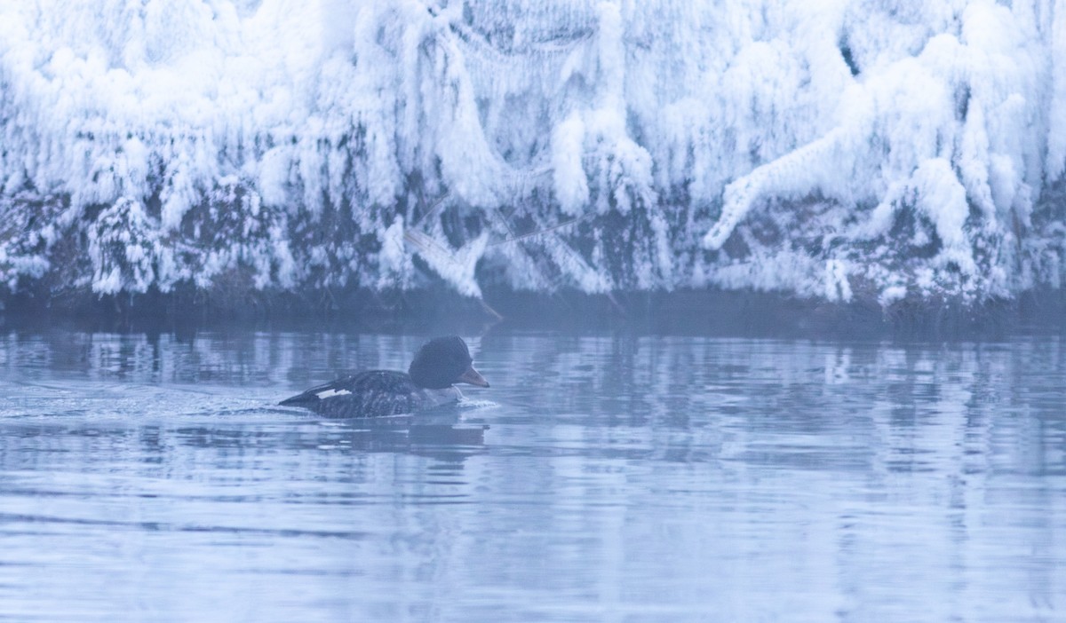 Barrow's Goldeneye - ML647592753