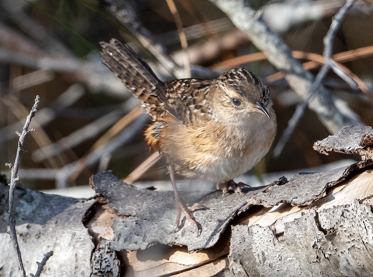 Sedge Wren - ML647592754