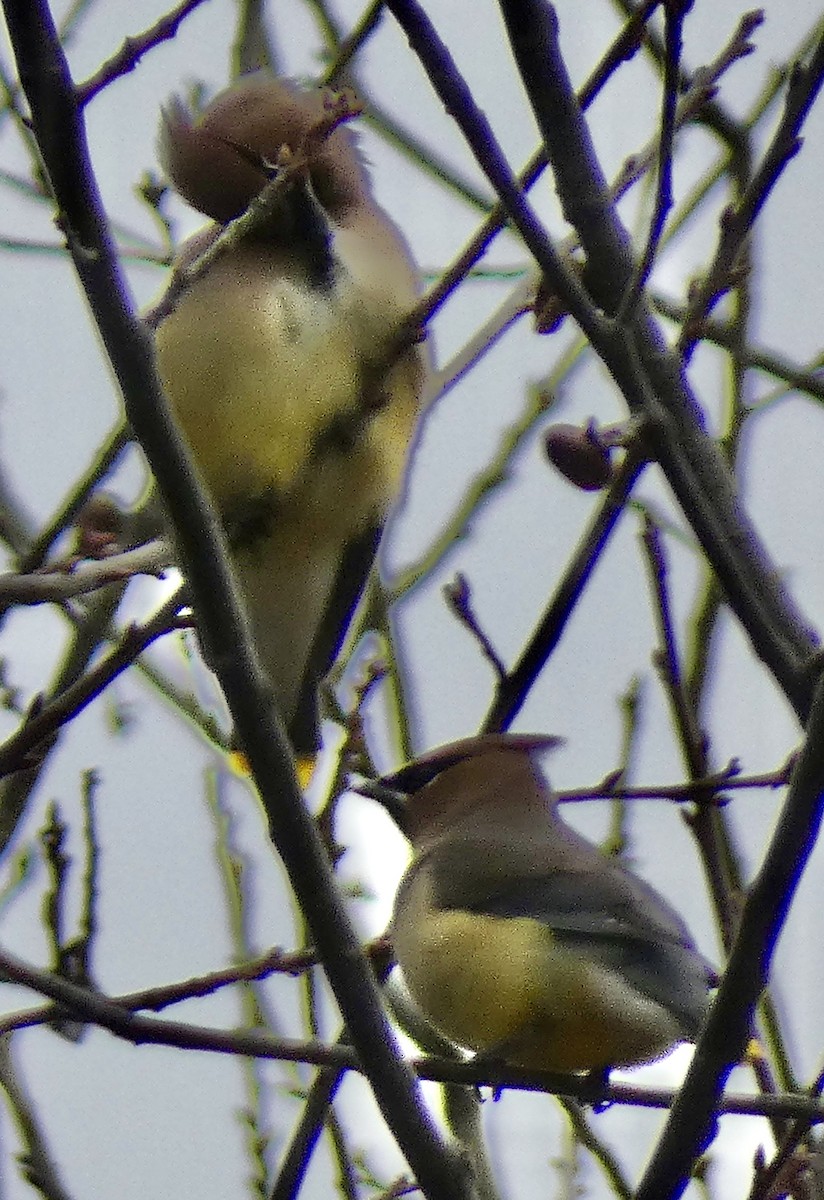 Sedir İpekkuyruğu - ML647592755