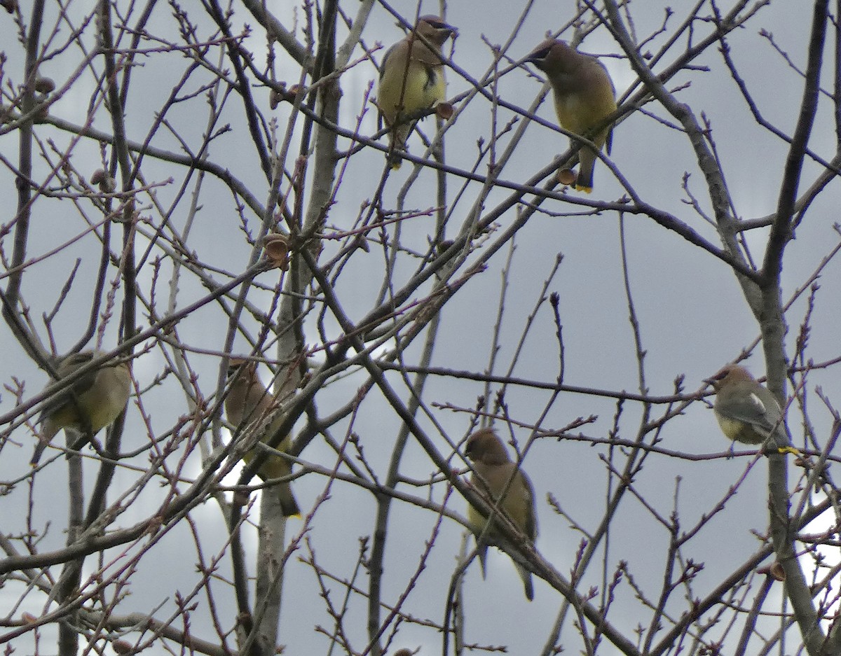 Sedir İpekkuyruğu - ML647592756