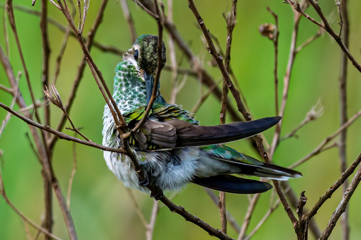 White-tailed Goldenthroat - ML647592757