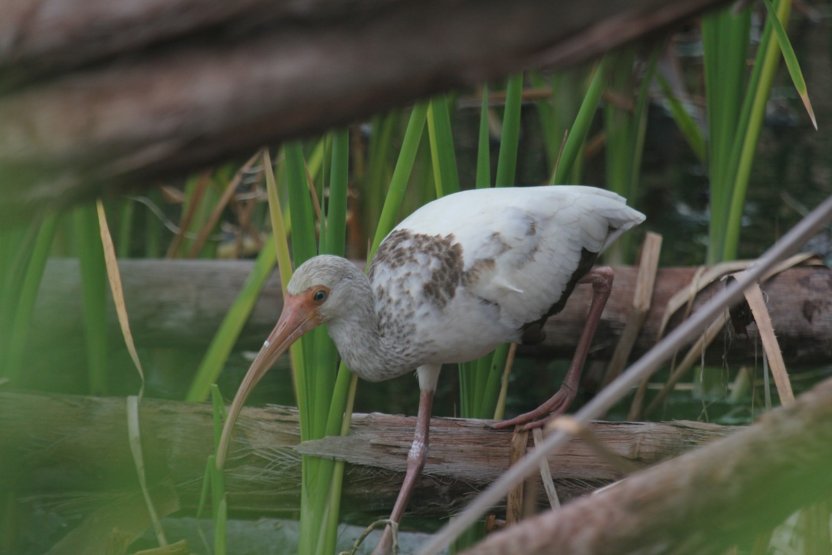 Белый ибис - ML647592765