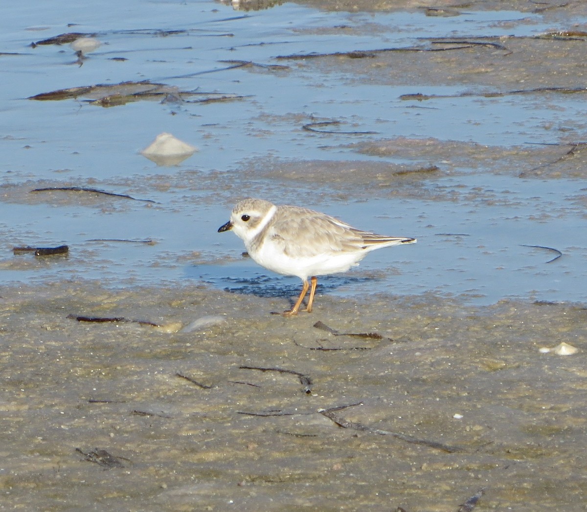 Islıkçı Cılıbıt - ML647592766