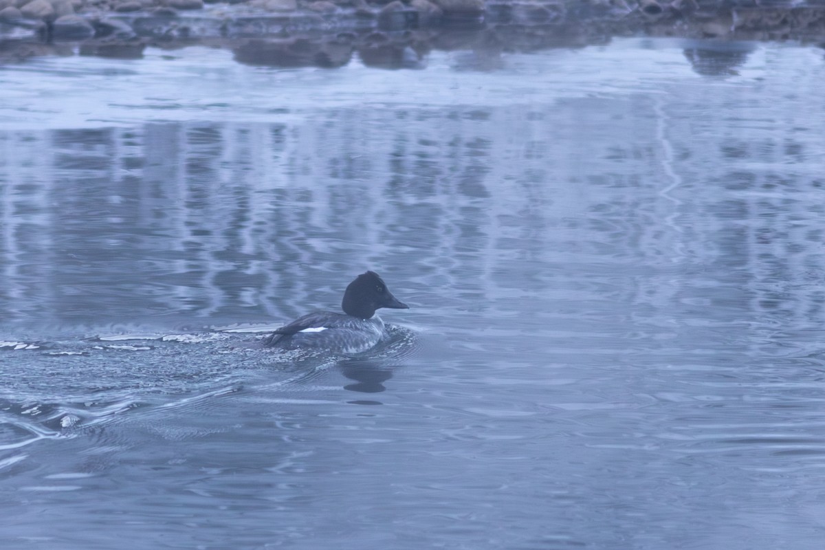 Garrot à oeil d'or - ML647592768