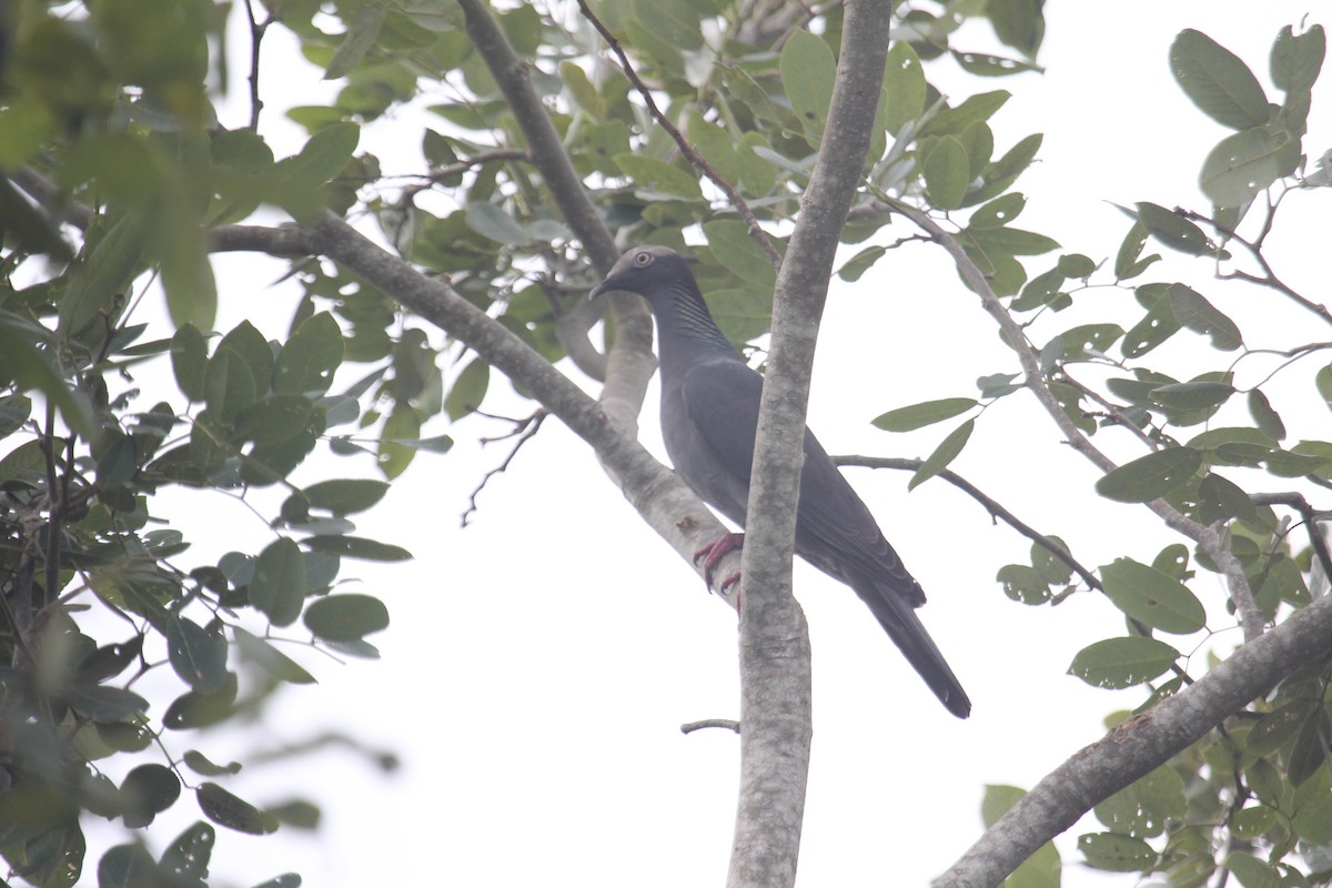 White-crowned Pigeon - ML647592769