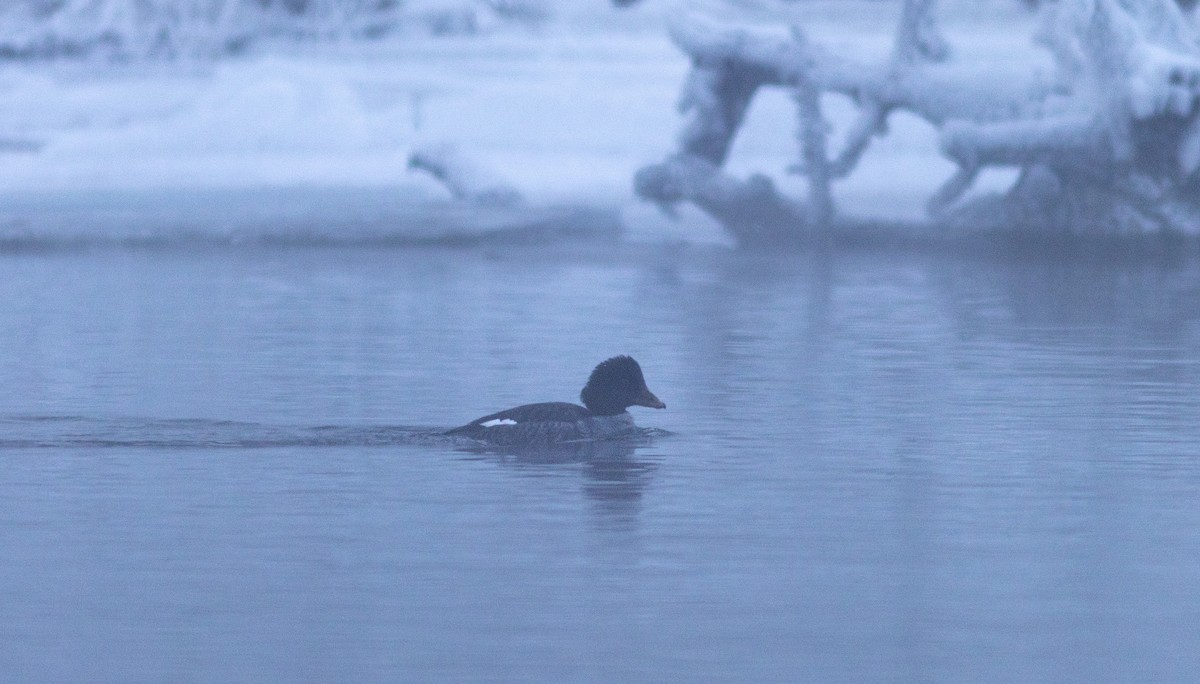 Barrow's Goldeneye - ML647592773
