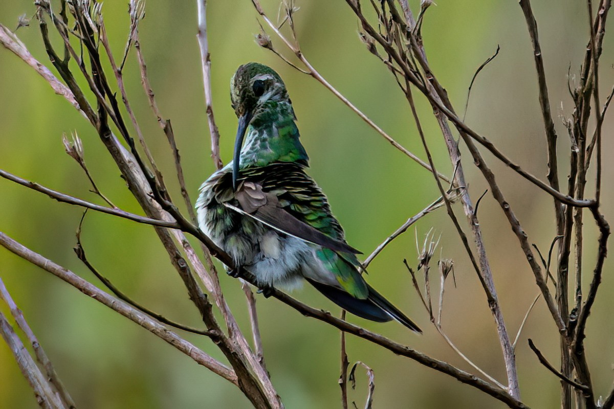 White-tailed Goldenthroat - ML647592774