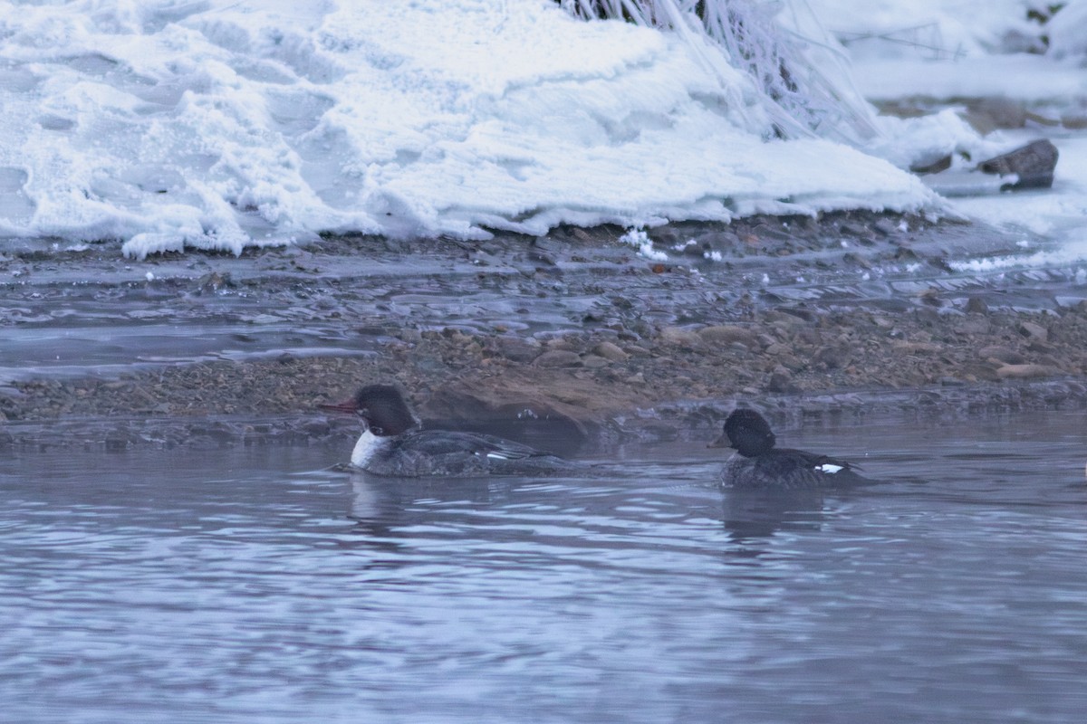 Barrow's Goldeneye - ML647592777