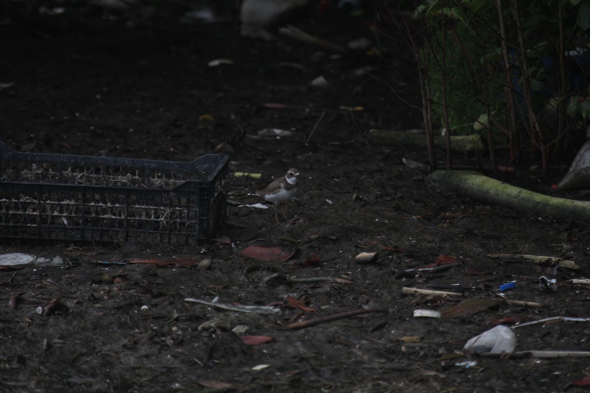 Перепончатопалый галстучник - ML647592788