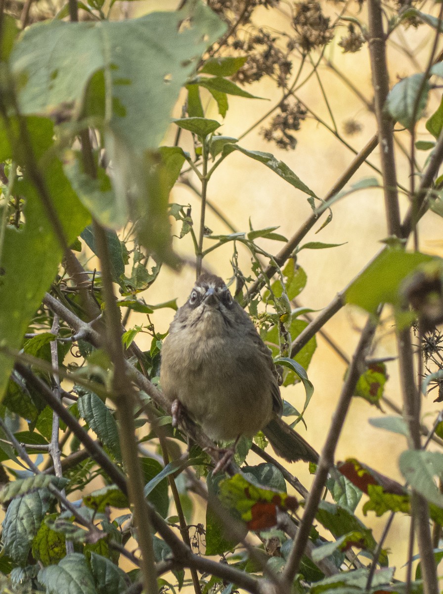 Oaxaca Sparrow - ML647592793