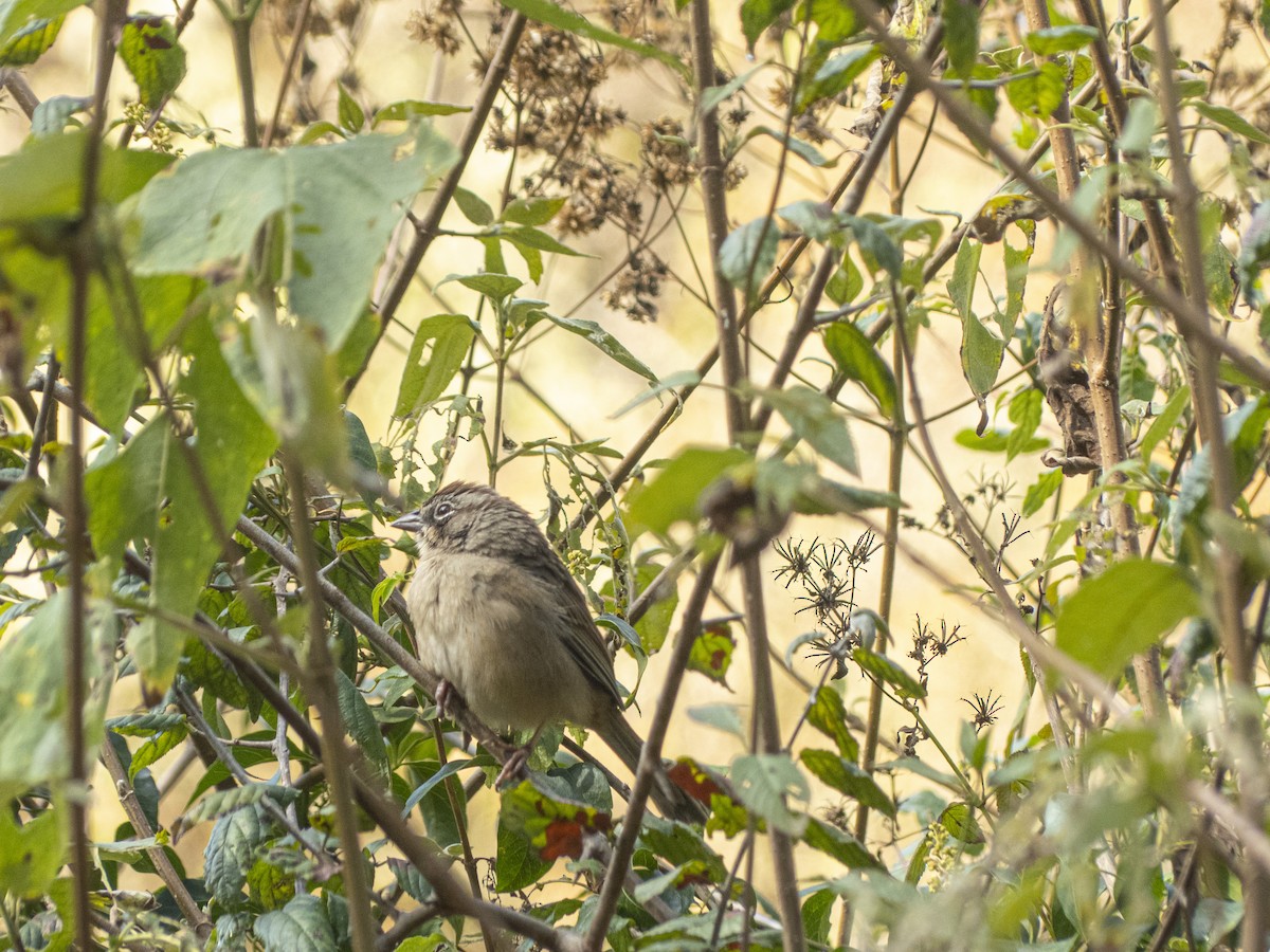 Oaxaca Sparrow - ML647592794