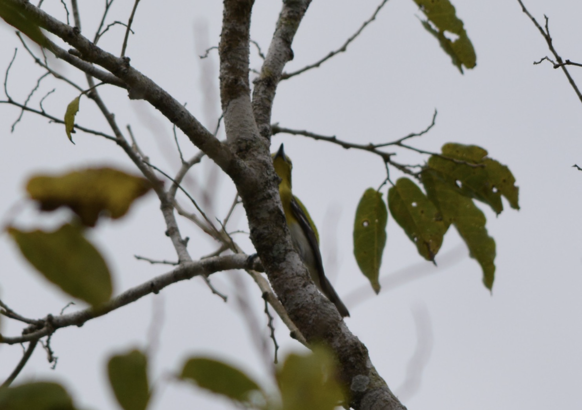 ויראו צהוב-גרון - ML647592803