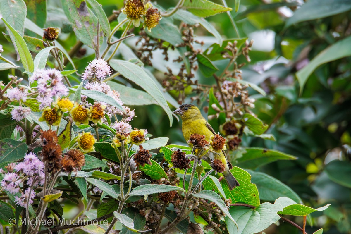 Lesser Goldfinch - ML647592805