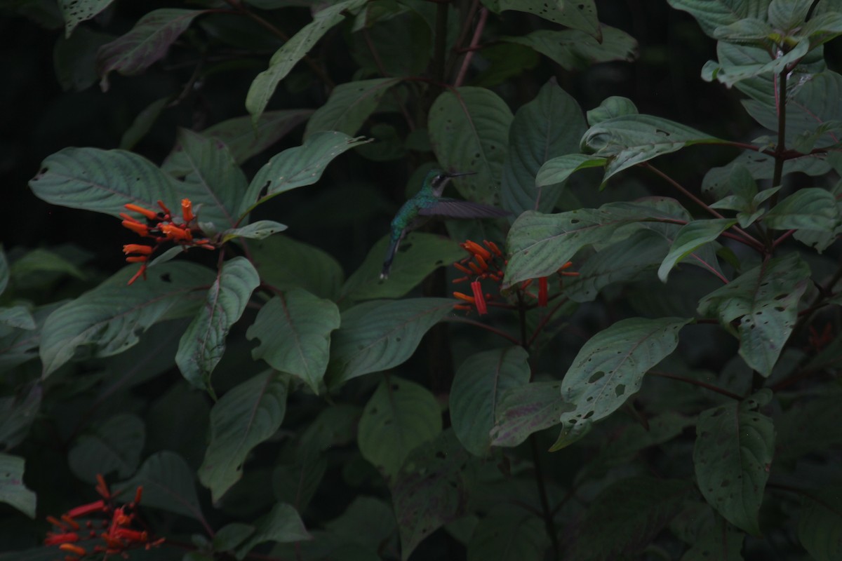 Émeraude de Cozumel - ML647592817