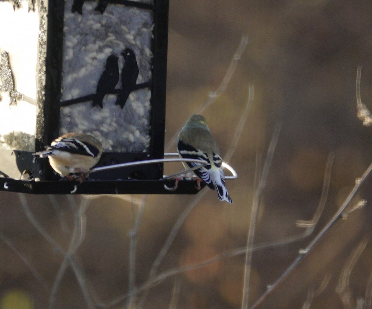 American Goldfinch - ML647592826