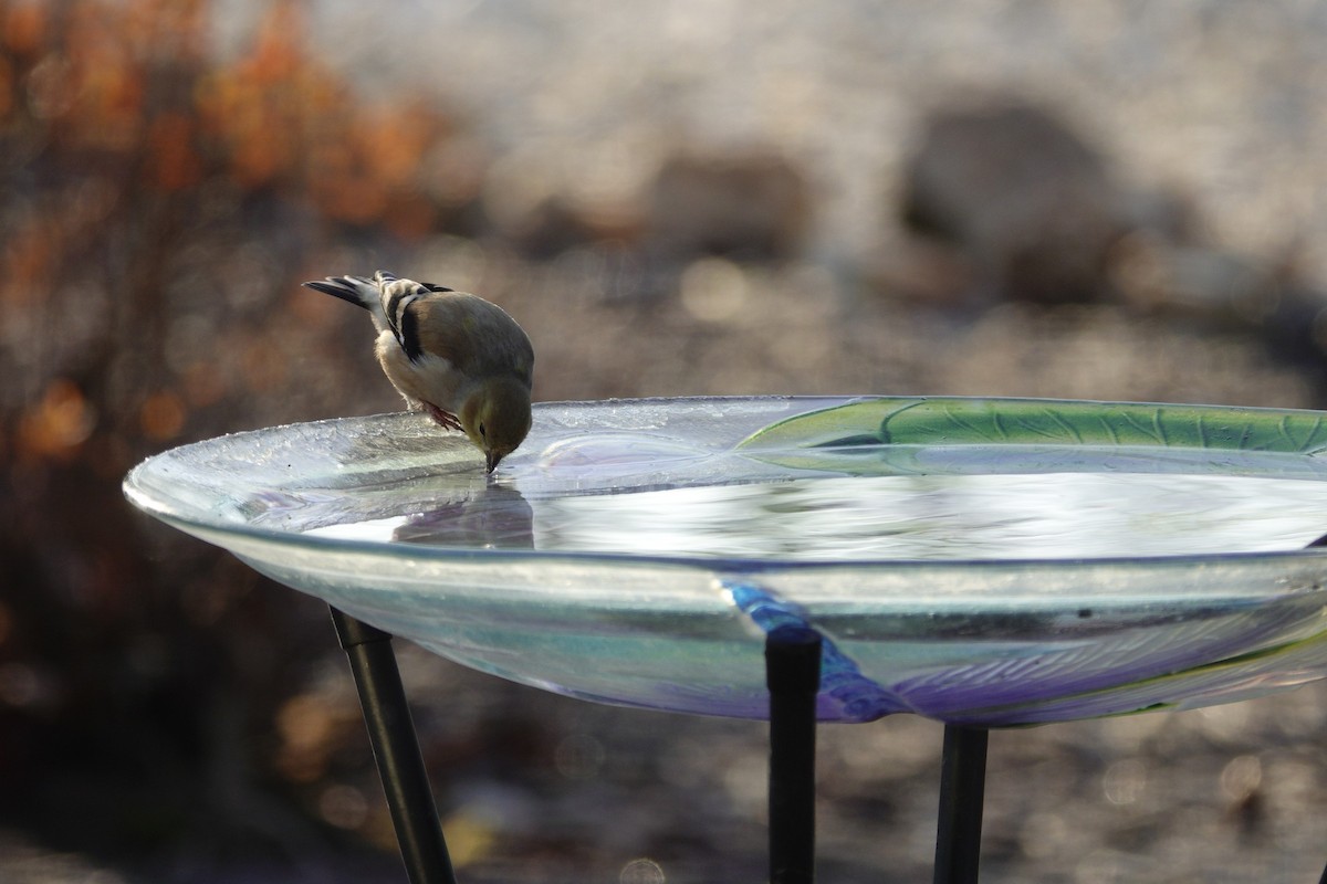 American Goldfinch - ML647592827