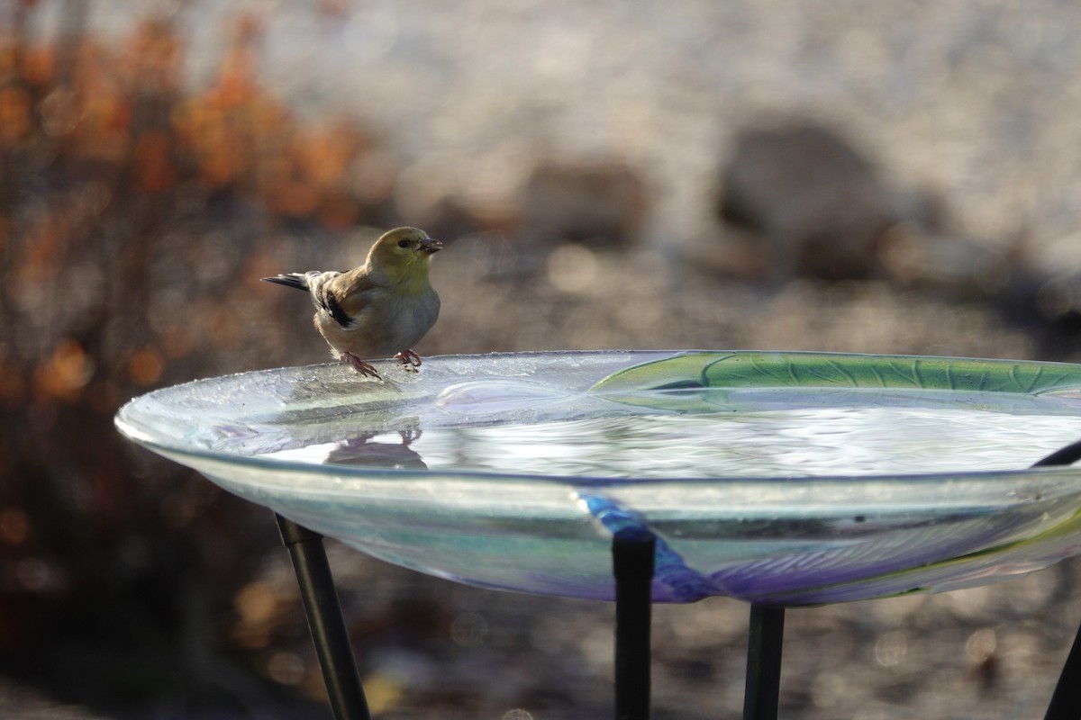 American Goldfinch - ML647592828