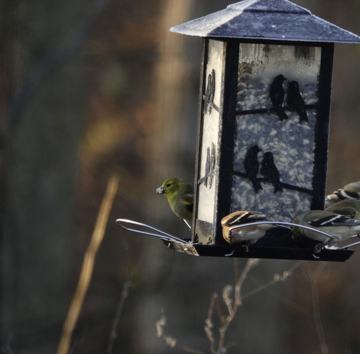 American Goldfinch - ML647592829