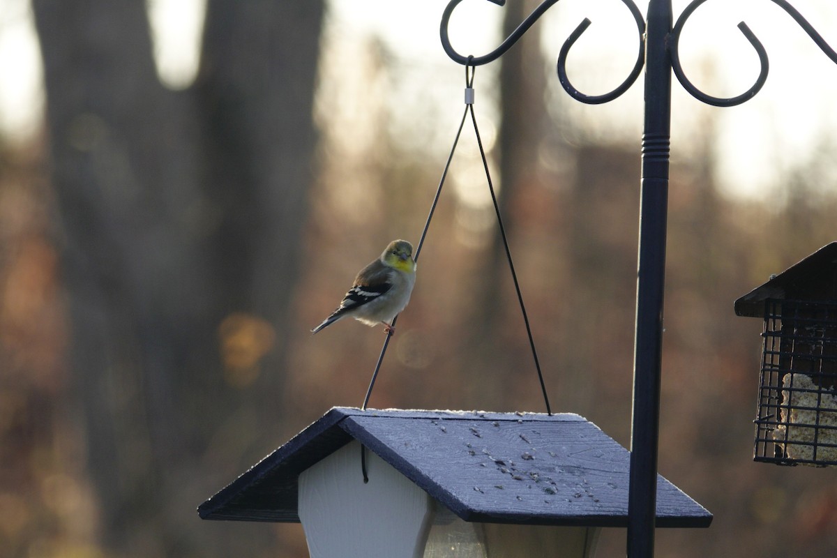 American Goldfinch - ML647592830
