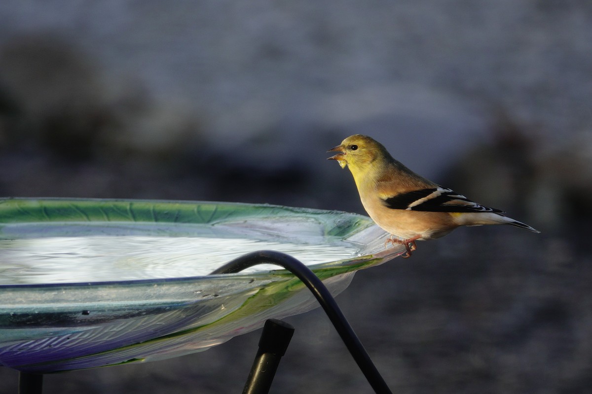 American Goldfinch - ML647592831
