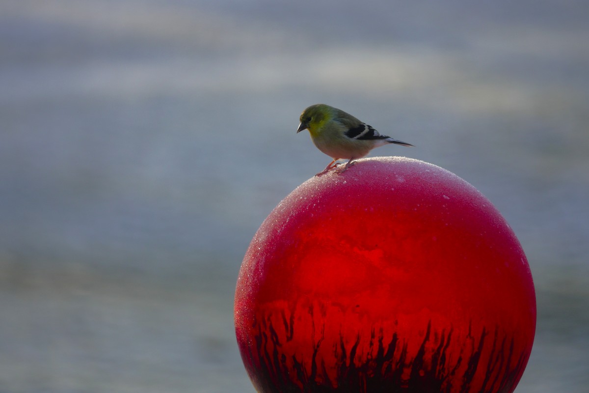 American Goldfinch - ML647592832